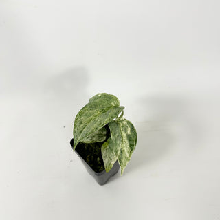 Z-5335 - Scindapsus pictus 'Peasun'