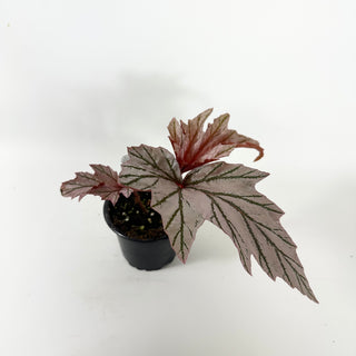 Begonia 'Lamoon' [#1815]