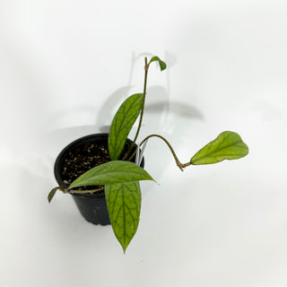 Z-4508 - Hoya sp. Rajang Lebong