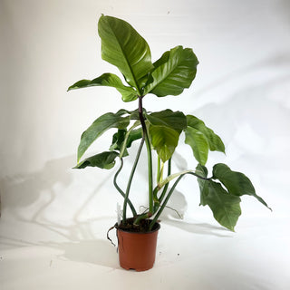 Z-5022 - Philodendron barrosoanum (Non-TC)