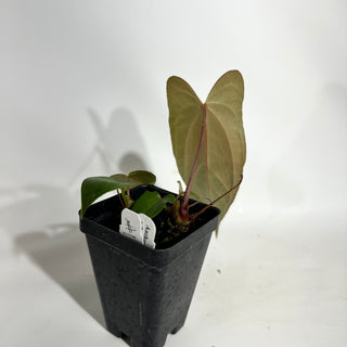 Anthurium 'Not The Mama' x unknown [#1903]