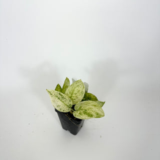 Z-5288 - Scindapsus pictus ‘Mangurai’ variegated