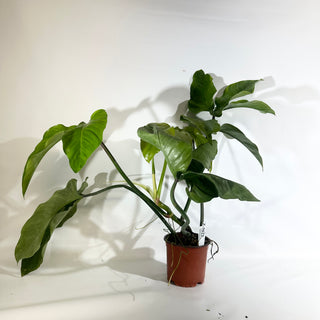 Z-5022 - Philodendron barrosoanum (Non-TC)