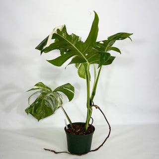 Z-4595 - Monstera deliciosa var. borsigiana albo-variegata