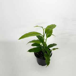 Hoya solokensis [#2358]