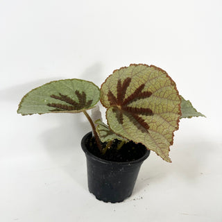 Begonia lanternaria [#2488]
