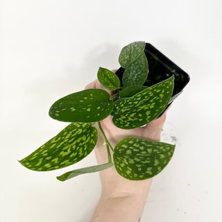 Z-5215 - Scindapsus pictus "Green Form" (Hassk)