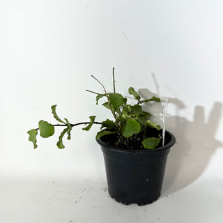 Hoya kanyakumariana [#2137]