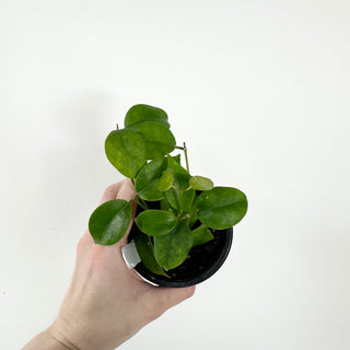 Hoya sp. Ovalau Island EPC 868 [#1807]