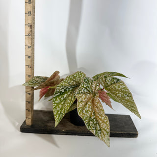 Begonia 'Snow Capped' (Variegated) [#1884]