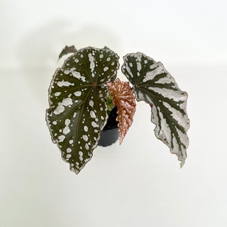 Begonia 'Silver Beauty' [#2158]