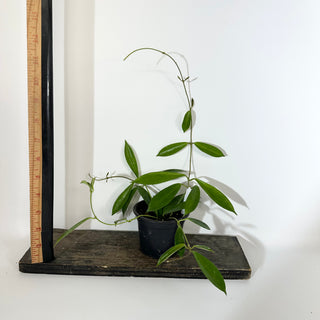 Hoya stoneana [#2141]