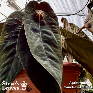Anthurium 'Amelia's Delight' x 'Delta Force' - Seedling [#1657]