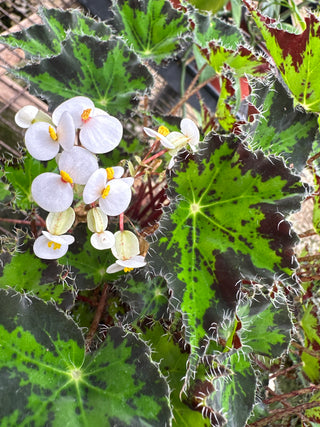Begonia 'Steve's Leaves Donnie Brown'