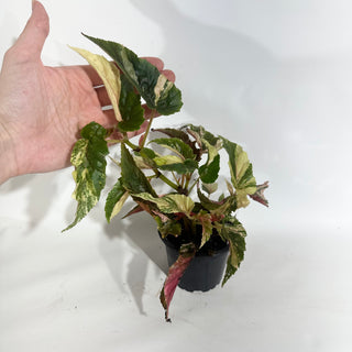 Z-5021 - Begonia 'Ginny Galaxy'