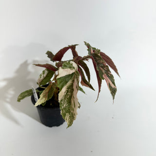 Begonia 'Ginny Galaxy' [#2015]