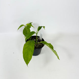 Hoya solokensis [#2405]