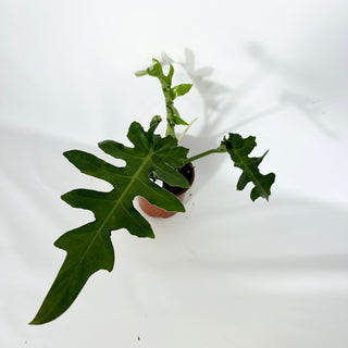 Z-4548 - Philodendron 'Bob Cee’ (Non-TC)