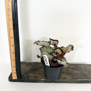 Begonia 'Dolce Vita' [#2053]