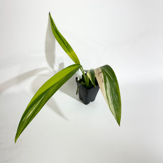 Z-5096 - Epipremnum amplissimum aurea variegata