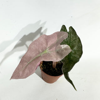 Alocasia 'Polly' (pink mint) [#1940]