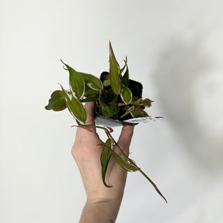 Z-4786 - Philodendron hederaceum ‘Micans Halo’