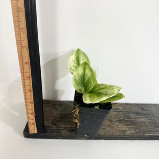 Scindapsus treubii 'Moonlight Mint' [#2012]