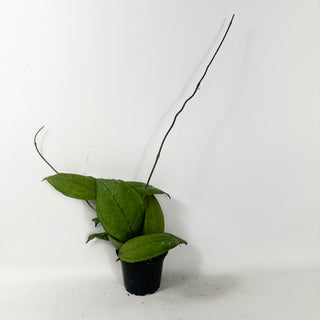 Hoya sp. Aceh Gomas [#1602]