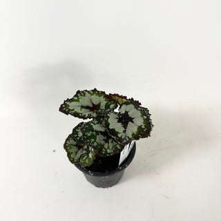 Begonia 'Dolce Vita' [#1911]