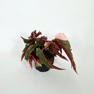 Z-5293 - Begonia 'Ginny Galaxy'
