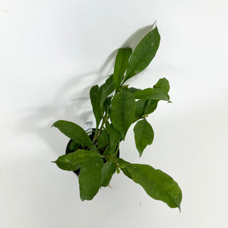 Hoya occultata [#2194]