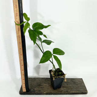 Z-4513 - Anthurium pentaphyllum