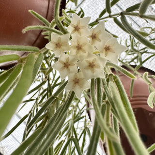 Hoya linearis