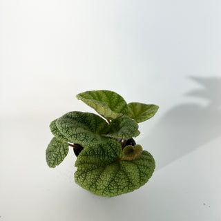 Begonia U702 [#2239]