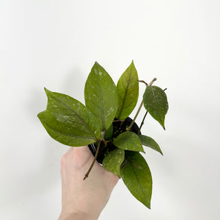 Hoya sp. Aceh Shogun [#1735]