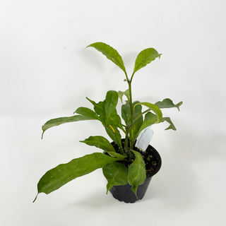 Hoya occultata "Splash" [#2403]