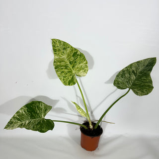 Philodendron giganteum variegata (Non-TC) [#1266]