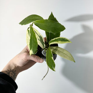 Hoya pimenteliana (outer variegated) [#2257]