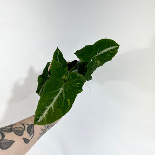 Z-5055 - Syngonium wendlandii ‘Scrambled Eggs’