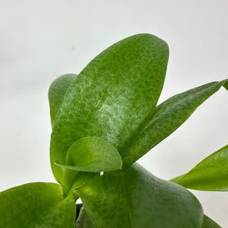 Ledebouria pauciflora