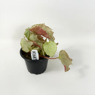 Begonia 'Madhatter' [#1687]