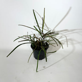 Hoya insularis [#2144]