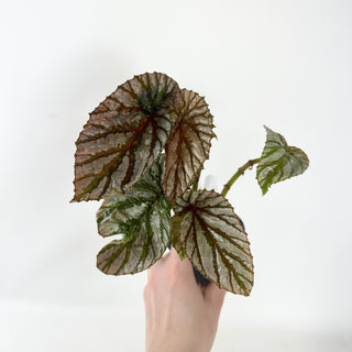 Begonia brevirimosa (Silver Form) [#2486]