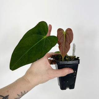 Anthurium indo portillae x papillilaminum SL #1 [#2082]