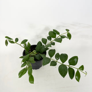 Hoya aeschynanthoides [#2364]