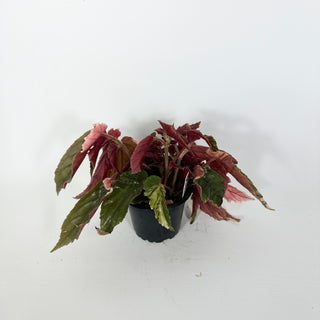 Z-5293 - Begonia 'Ginny Galaxy'