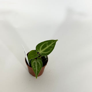 Anthurium 'Blue Velvet' x self - 2 Seedlings [#1615]