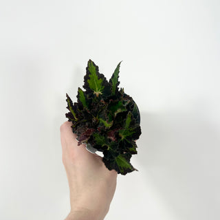 Begonia 'Texas Red Star' [#2052]