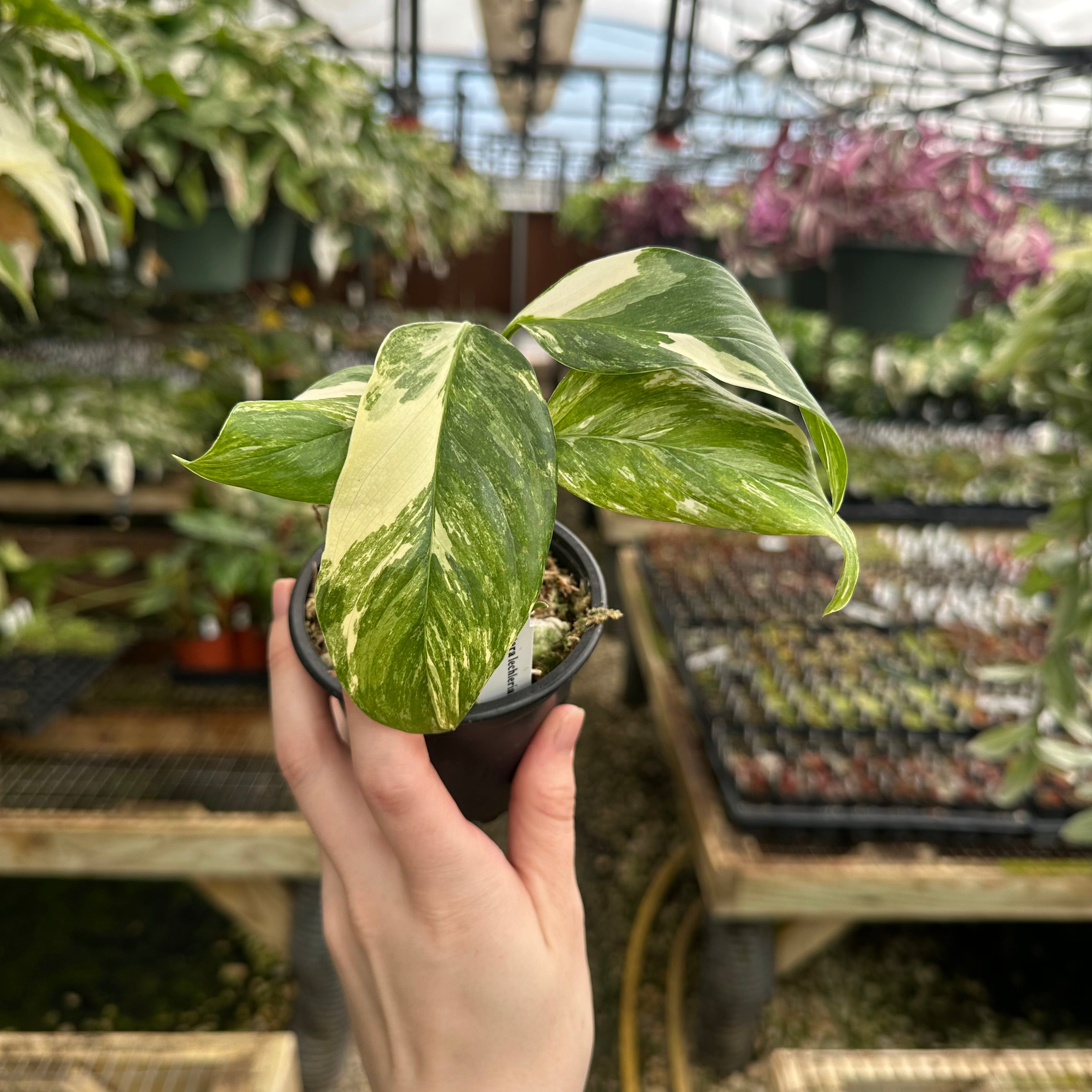 monstera lechleriana variegated Monstera lechleriana variegated