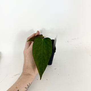 Anthurium 'Prince of Darkness' x indo portillae [#2083]